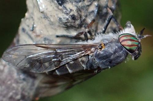 Tabanus quatuornotatus
